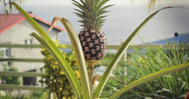 Blog d'actualités et d'informations : lire la maison et le jardin au bon rythme