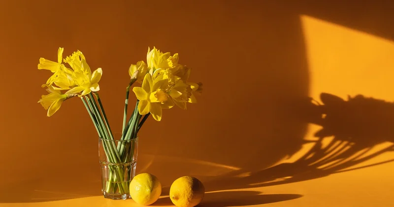 Astuces de pro pour un usage optimal